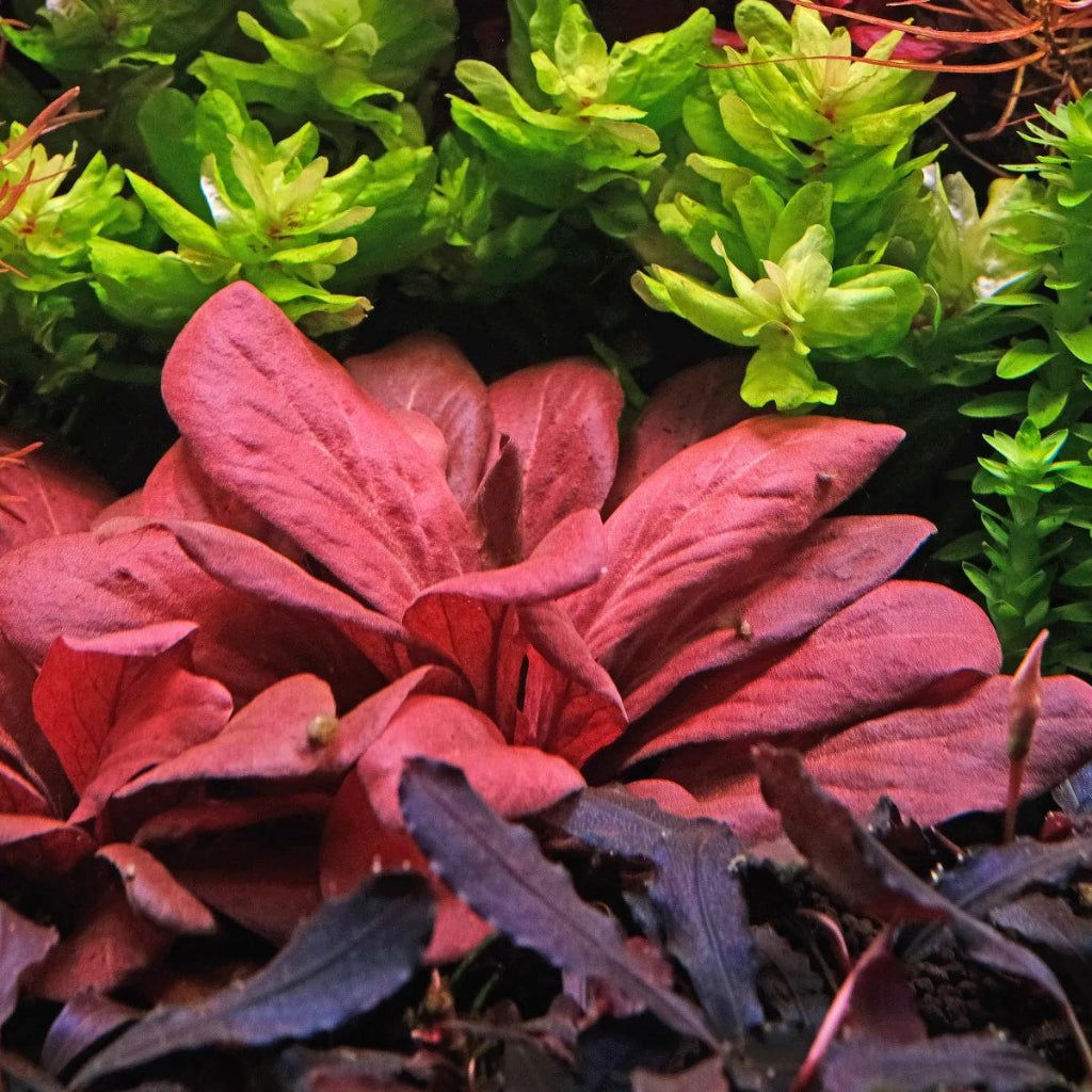 Planta- Zamolus Parviflorus Red