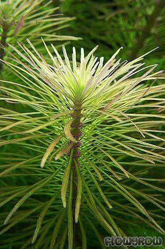 Planta- Pogostemon Stellatus Rubra