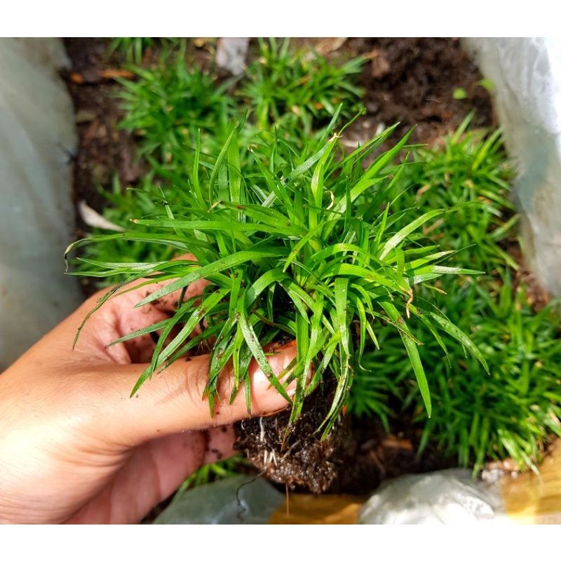 Planta-Eriocaulon Vietnam