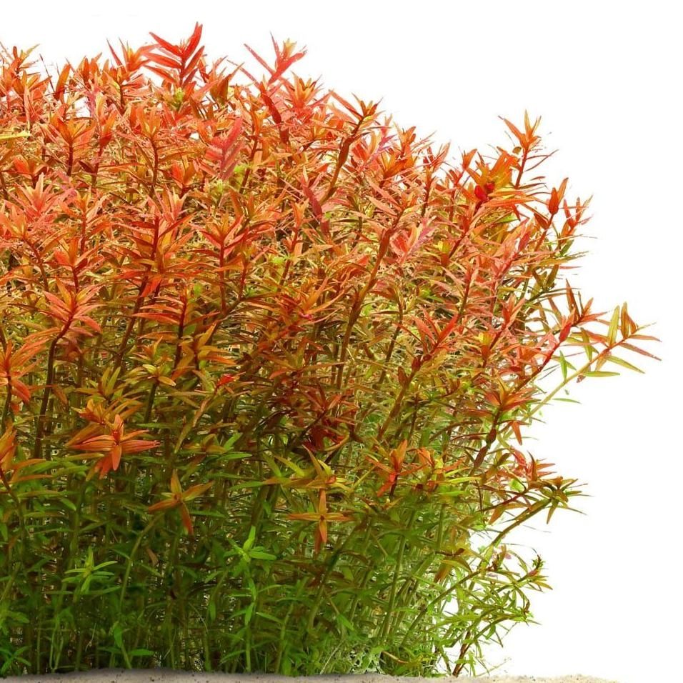 Planta- Rotala Orange juice