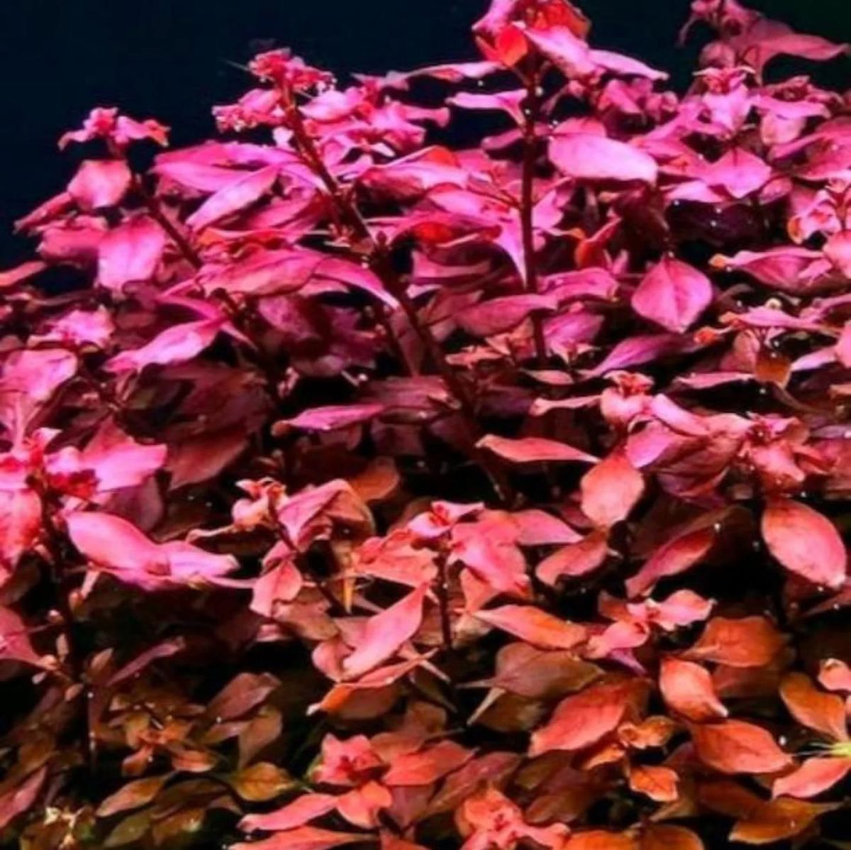 Planta- Ludwigia Red diamond