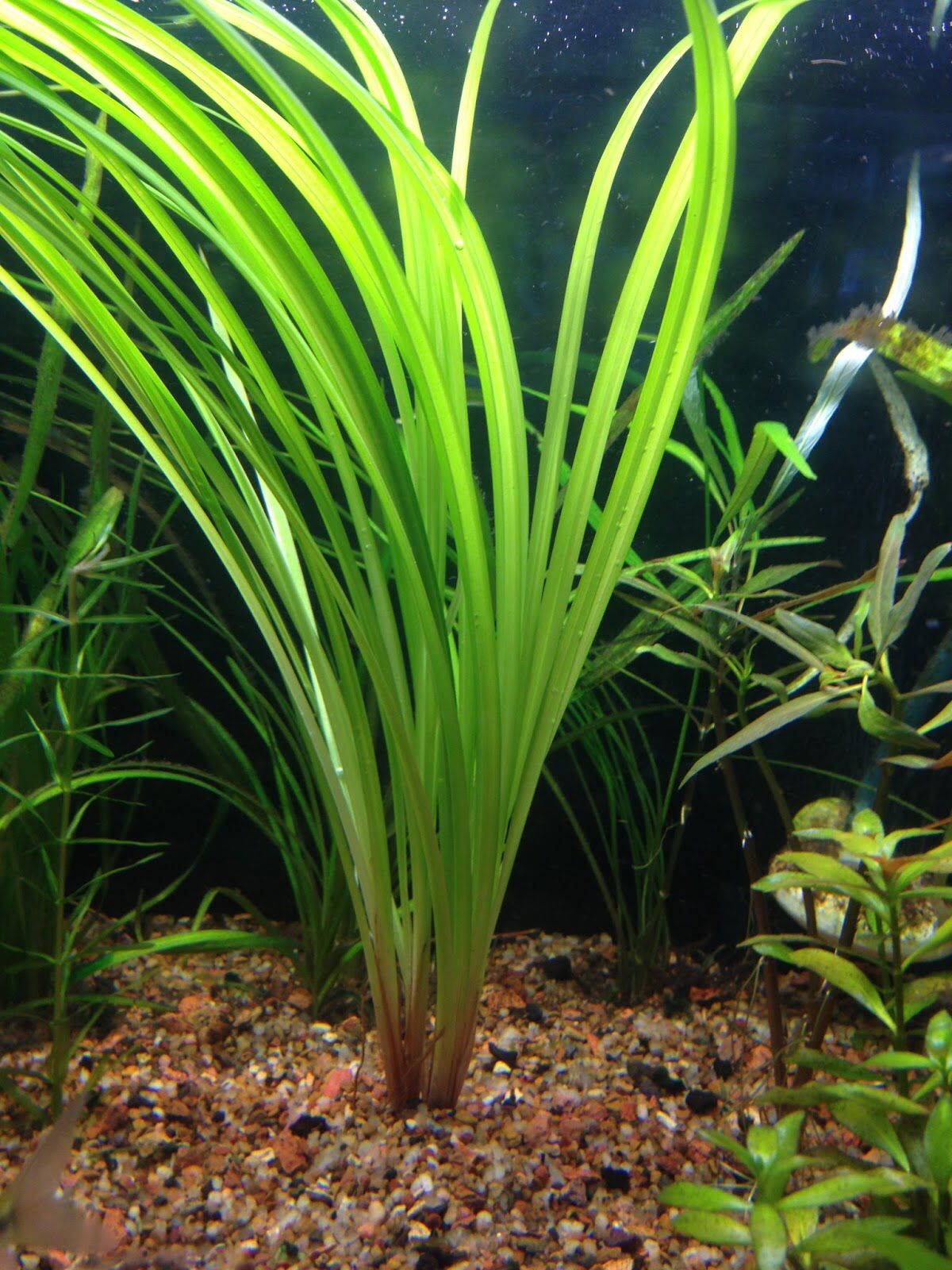 planta-cyperus helferi