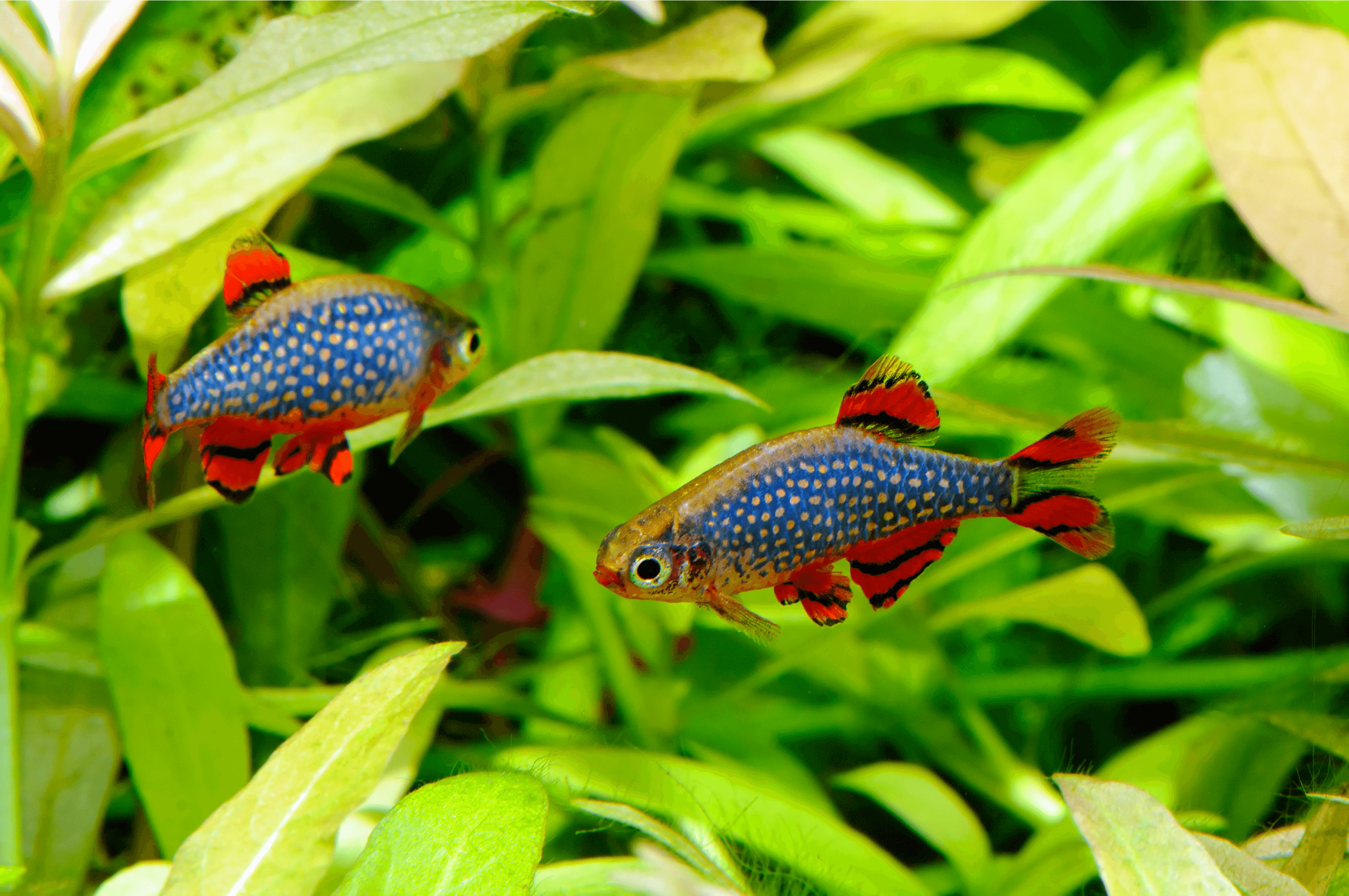 Peces-Microrasbora Galaxy