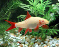 PECES-Labeo Albino (Epalzeorhynchos frenatum)