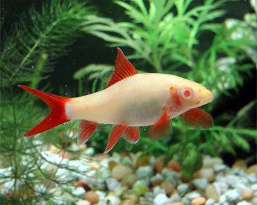 PECES-Labeo Albino (Epalzeorhynchos frenatum)