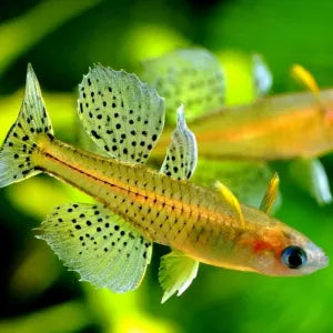 Peces- pseudomugil gertrudae