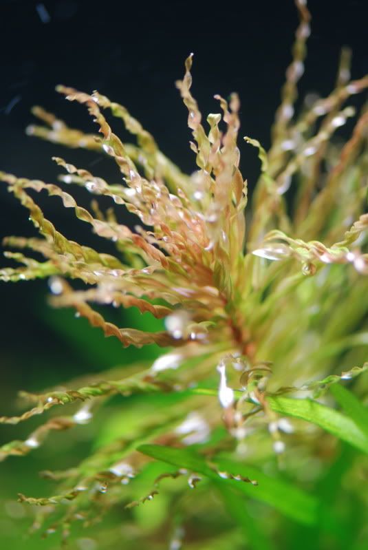 Planta- Ludwigia Tornado
