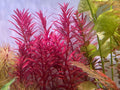 Planta- Rotala Blood