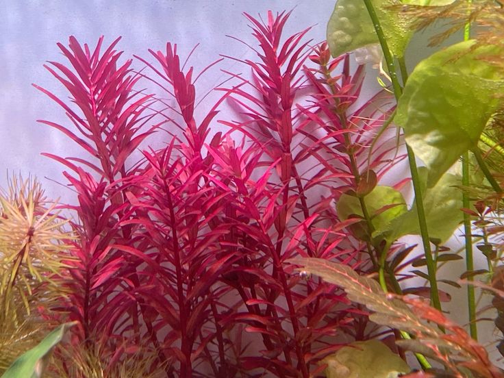Planta- Rotala Blood