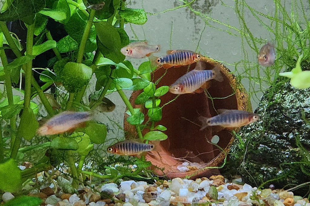 Peces- Rasbora esmeralda