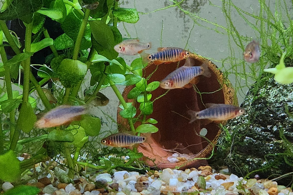 Peces- Rasbora esmeralda