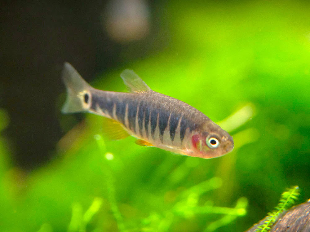Peces- Rasbora esmeralda