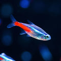 PECES-Tetra Neón (Paracheirodon innesi) — docena