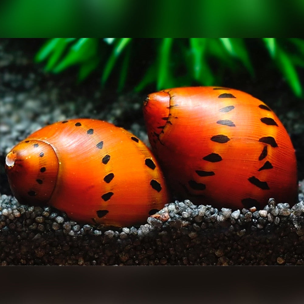 Caracol-Neritina zebra