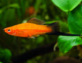peces-Espada Numerada (Xiphophorus hellerii)