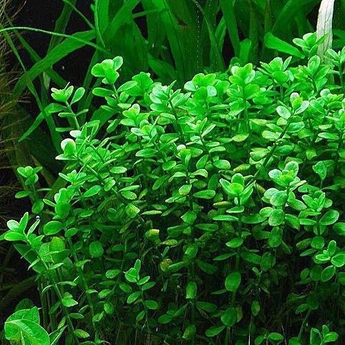 Planta-Bacopa Monnieri