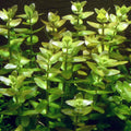 Planta-Bacopa Caroliniana