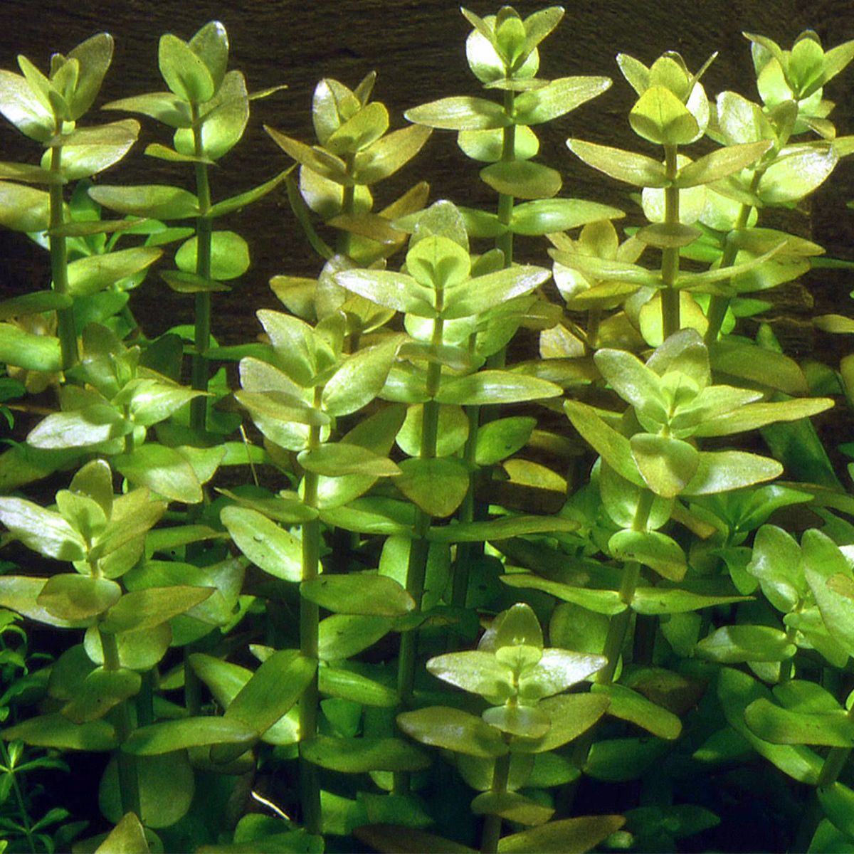 Planta-Bacopa Caroliniana