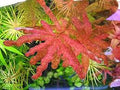 Planta- Ludwigia Inclinata Red