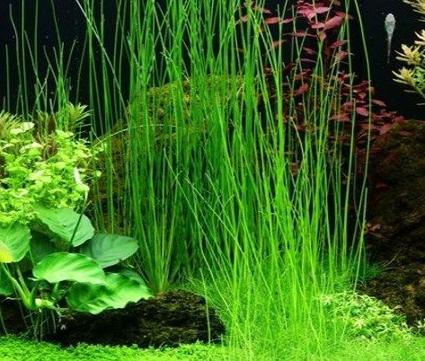 Planta- Eleocharis Montevidensis