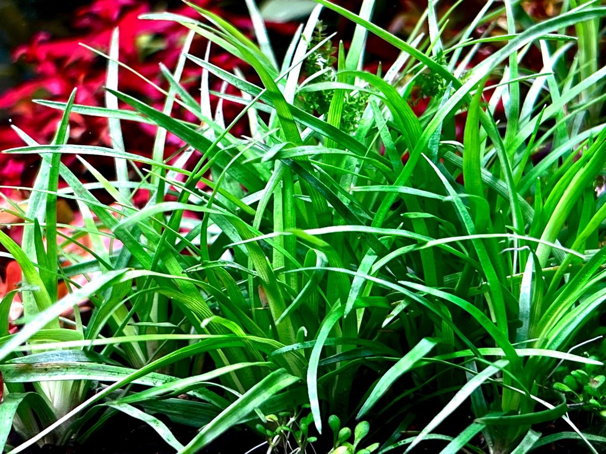 Planta-Eriocaulon Vietnam