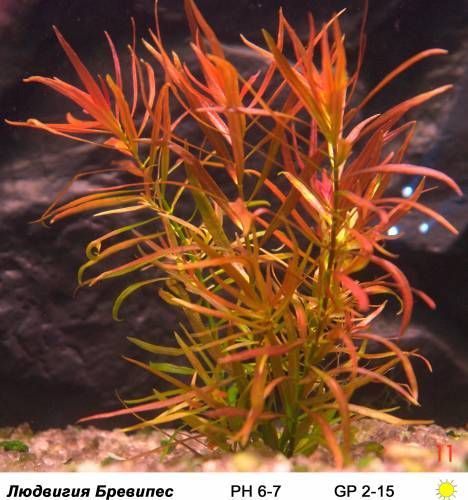 planta-Ludwigia arcuata