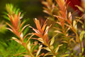 Planta- Rotala Orange juice