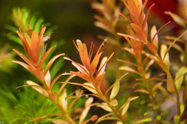 Planta- Rotala Orange juice