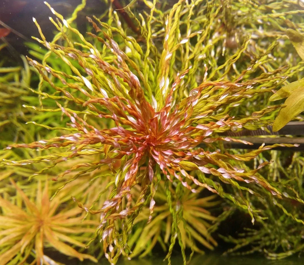 Planta- Ludwigia Tornado