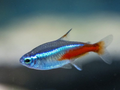 PECES-Tetra Neón (Paracheirodon innesi) — docena