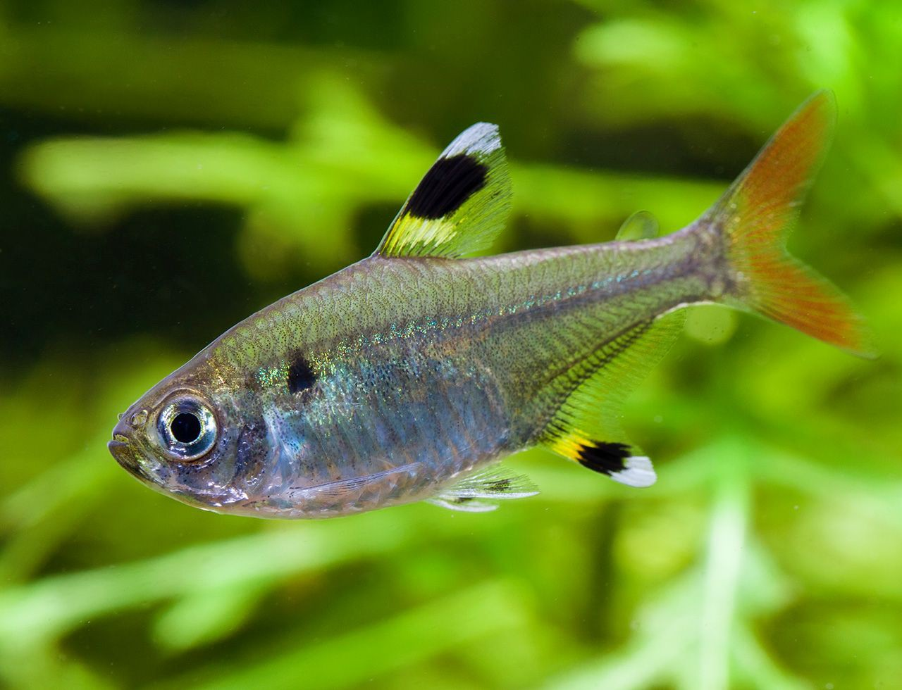 PECES-Tetra Pristela (Pristella maxillaris)