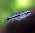 Corydora Pigmea (Corydoras pygmaeus)