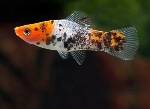 Espada Numerada (Xiphophorus hellerii)