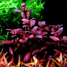 Planta-Bacopa Zalzamani Purple