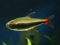 PECES-Tetra Loreto (Hyphessobrycon loretoensis)