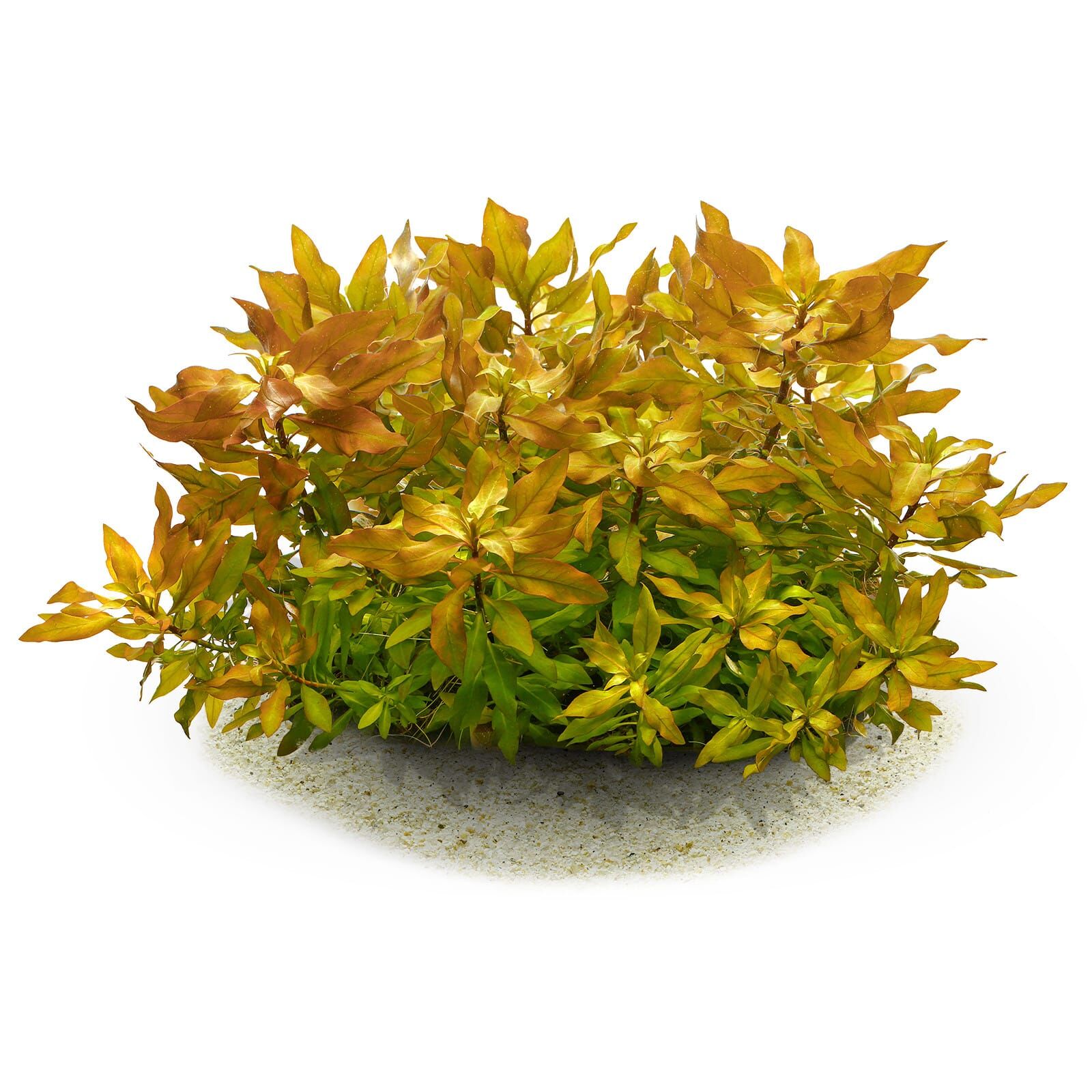 Planta-Ludwigia policarpa
