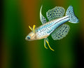 Peces- pseudomugil gertrudae