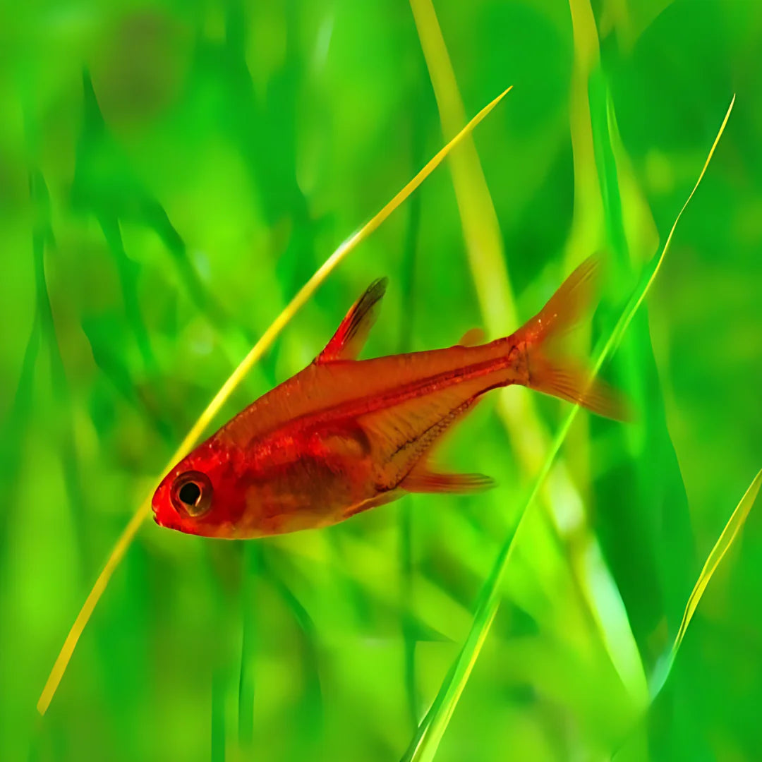 Peces-Tetra Ember
