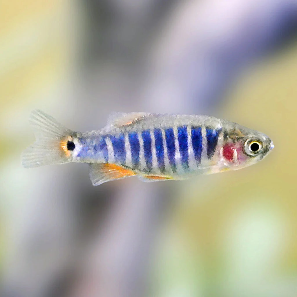 Peces- Rasbora esmeralda