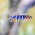 Peces- Rasbora esmeralda